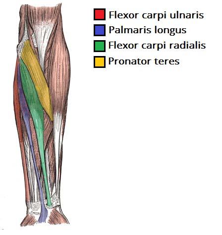 Muscles of the Forearm and Hand Flashcards | Easy Notecards