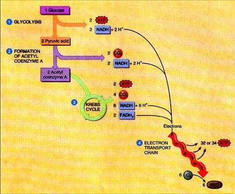 Anabolic processes in a cell are required for glycolysis