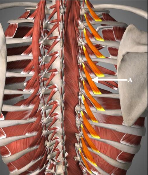 Print MYOLOGY: Axial Muscles: Intrinsic Muscles of the Thorax