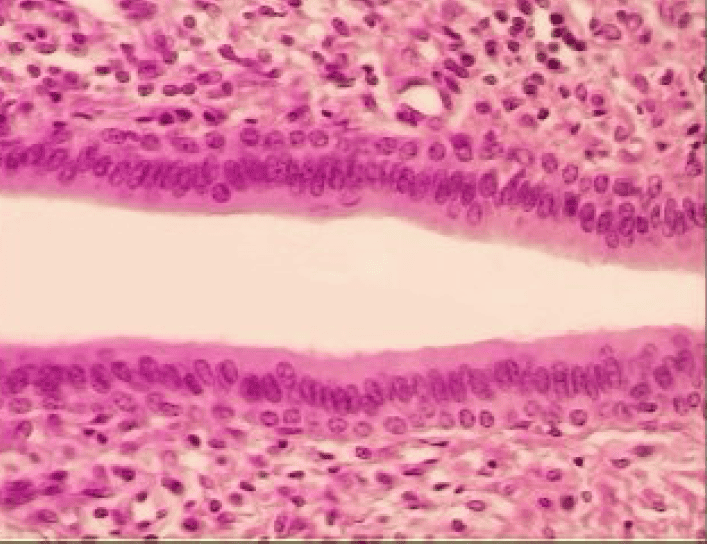 Epithelial tissue lecture notes image