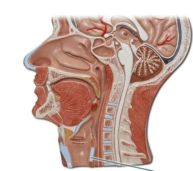 Print Respiratory System flashcards | Easy Notecards