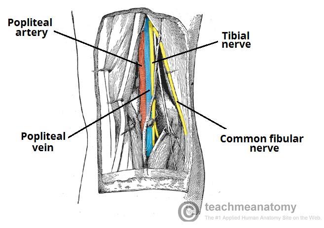 Special Areas of the Lower Limb Flashcards | Easy Notecards