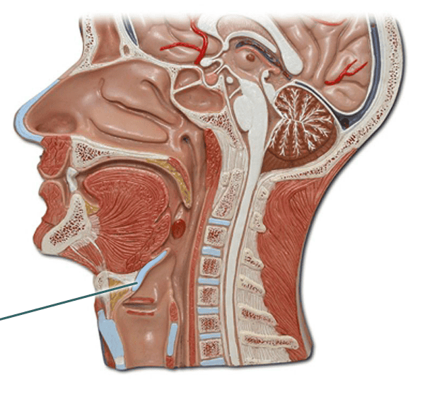 Respiratory System Flashcards | Easy Notecards