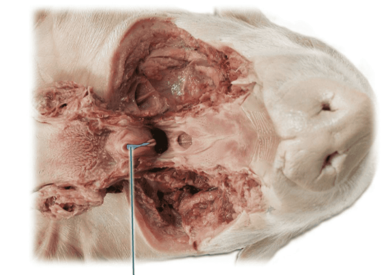 Respiratory System Flashcards | Easy Notecards