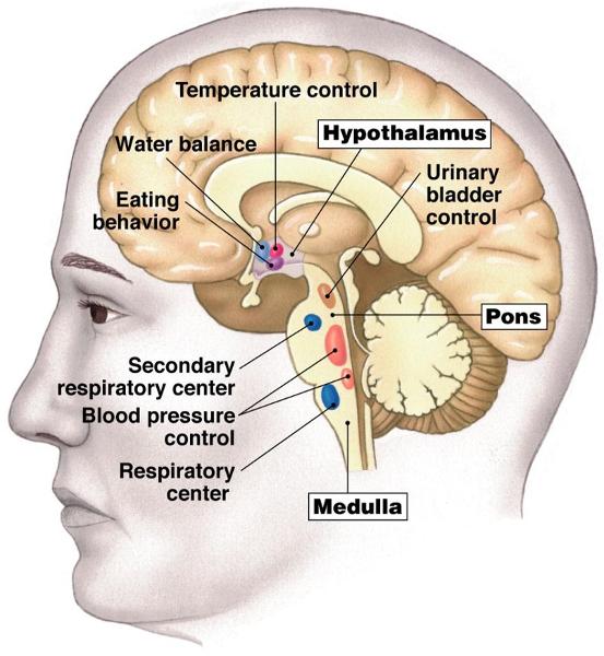Human Physiology chapter 11 Flashcards | Easy Notecards