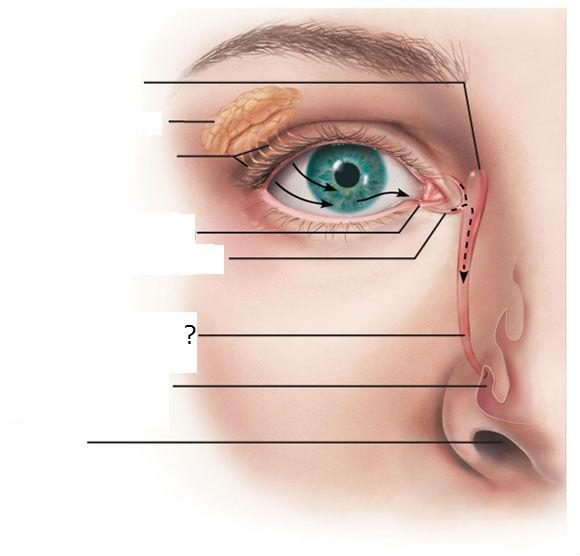 Anatomy of the Eye Flashcards | Easy Notecards