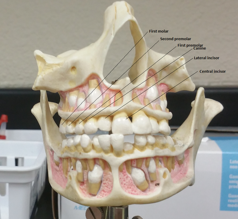 Activity 5+6: Identifying Types of teeth and Accessory Digestive Organs
