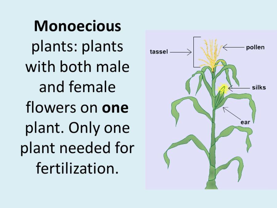 Ethno Chapter 2 Review Flashcards Easy Notecards