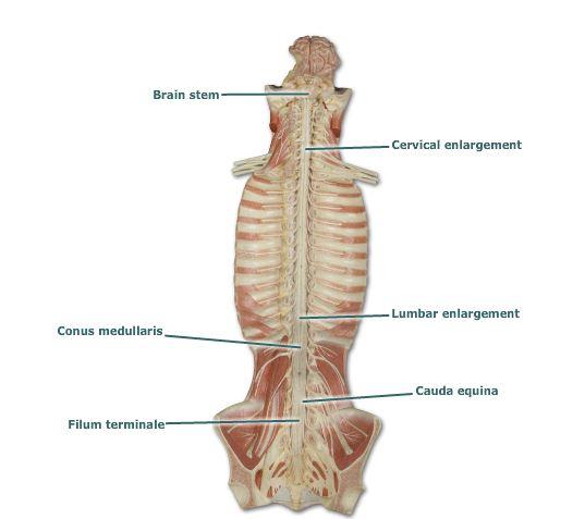 Bio210 Exercise 21: Spinal Cord and Spinal Nerves Flashcards | Easy