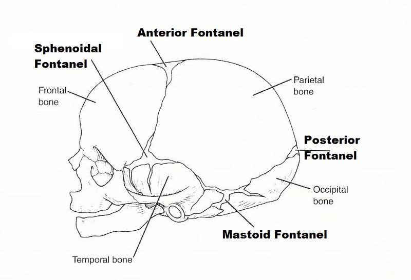 Print Exercise 12: The Fetal Skeleton flashcards | Easy Notecards
