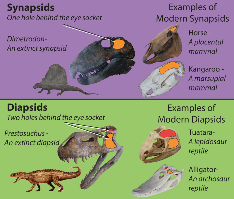 Lepidosaurs Diets