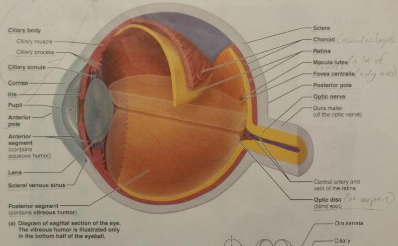 Activity 1: Anatomy of the Eye and Identifying Accessory Eye Structures