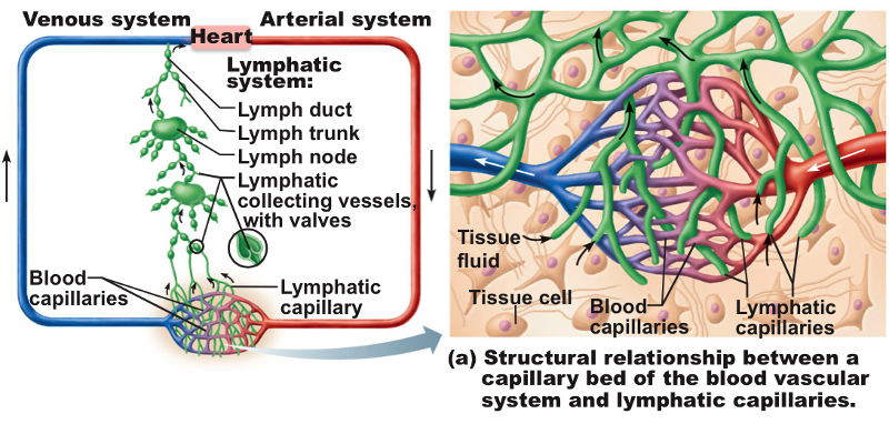 Print Lymphatic System flashcards | Easy Notecards