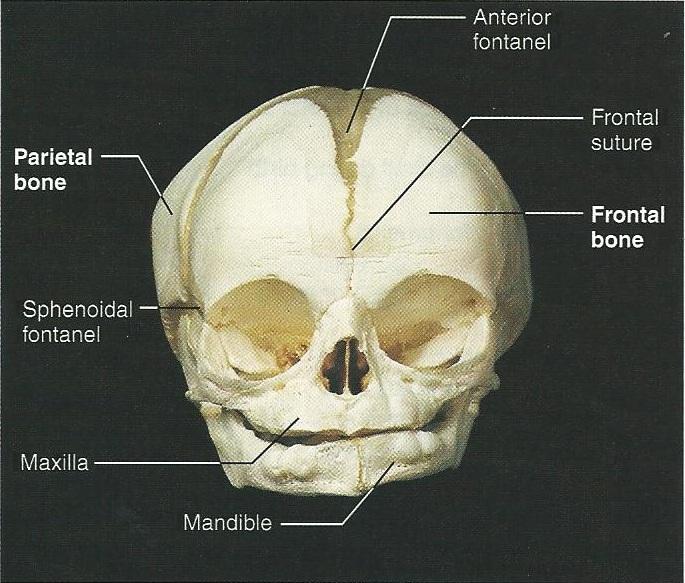 Print Exercise 12: The Fetal Skeleton flashcards | Easy Notecards
