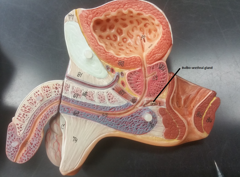 Print Activity 1: Identifying Male Reproductive Organs and Gross