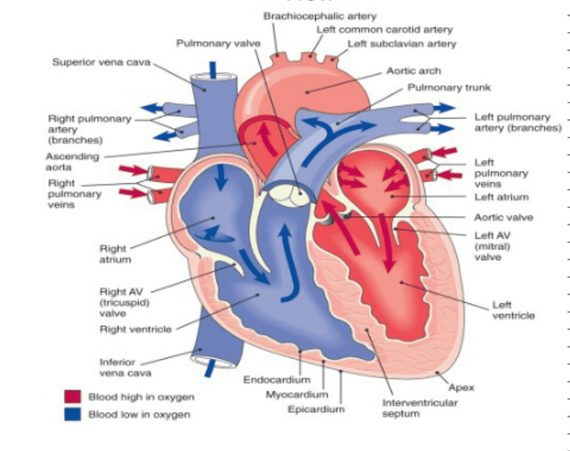 Health assessment study guide unit 3 Flashcards | Easy Notecards