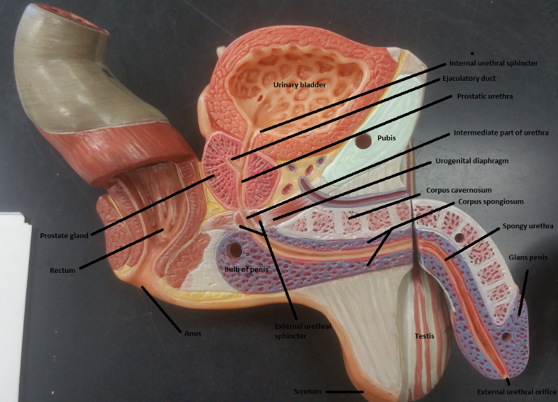 Activity 1: Identifying Male Reproductive Organs and Gross Anatomy of
