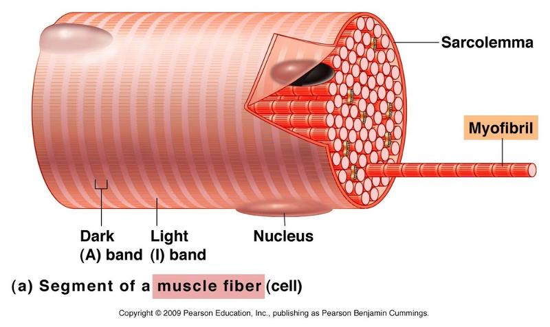Microscopic Muscle Anatomy and Muscle Physiology week 10