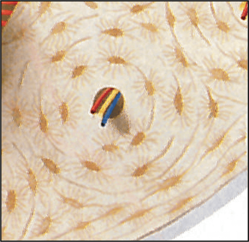 Print Final Exam flashcards | Easy Notecards