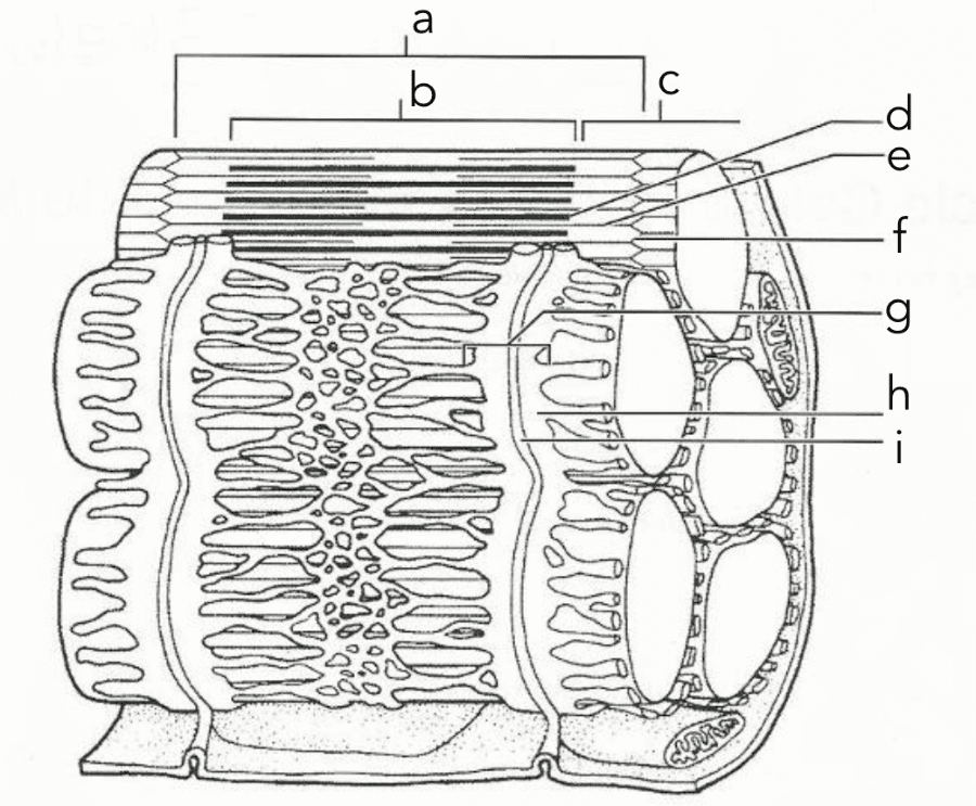a&p diagrams test 3 Flashcards | Easy Notecards