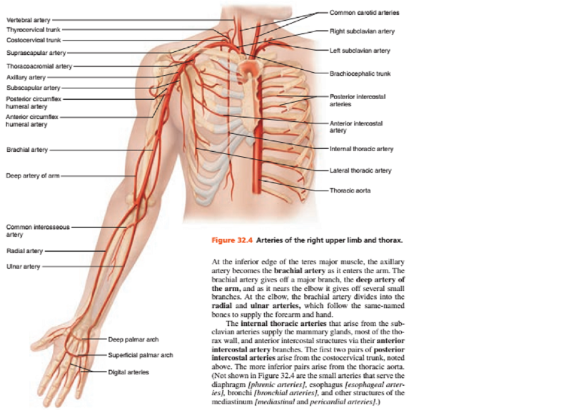 Print Activity 2: Locating Arteries on an Anatomical Chart or Model and