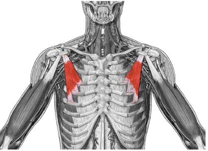Cervical indirect