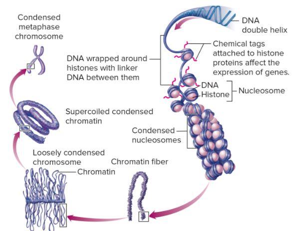 dna can be found in what organelles