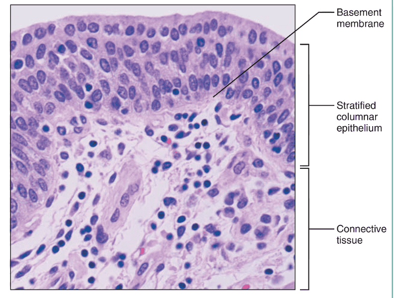 Anatomy Midterm 2 Flashcards | Easy Notecards