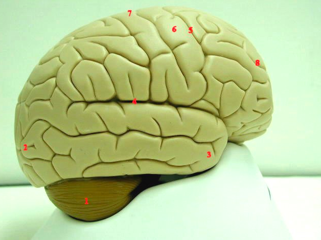 Print Lab Practical Chapter 16/17: The Human Brain (Cerebrum and