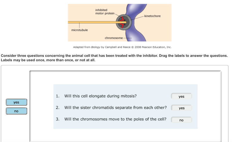 Print Mastering Biology Chapter 12 Mitosis flashcards | Easy Notecards