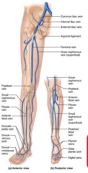 Print Activity 3: Identifying the Systemic Veins and Major Systemic