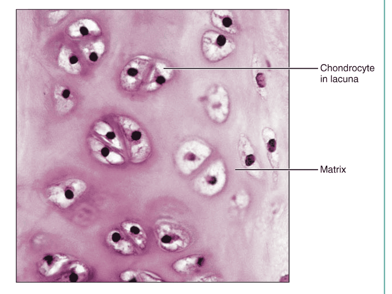 Anatomy Midterm 2 Flashcards | Easy Notecards