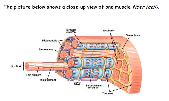 The Muscular System Flashcards | Easy Notecards