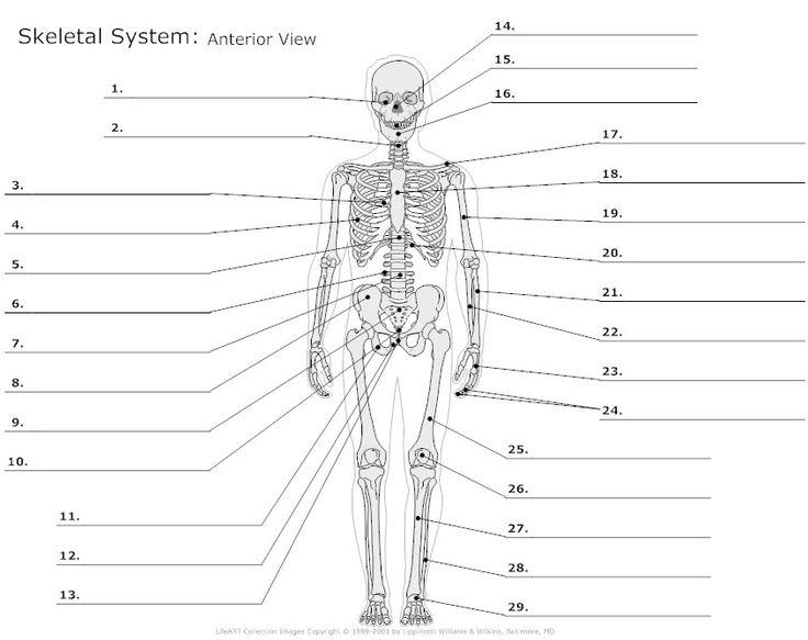The Skeletal System Flashcards | Easy Notecards