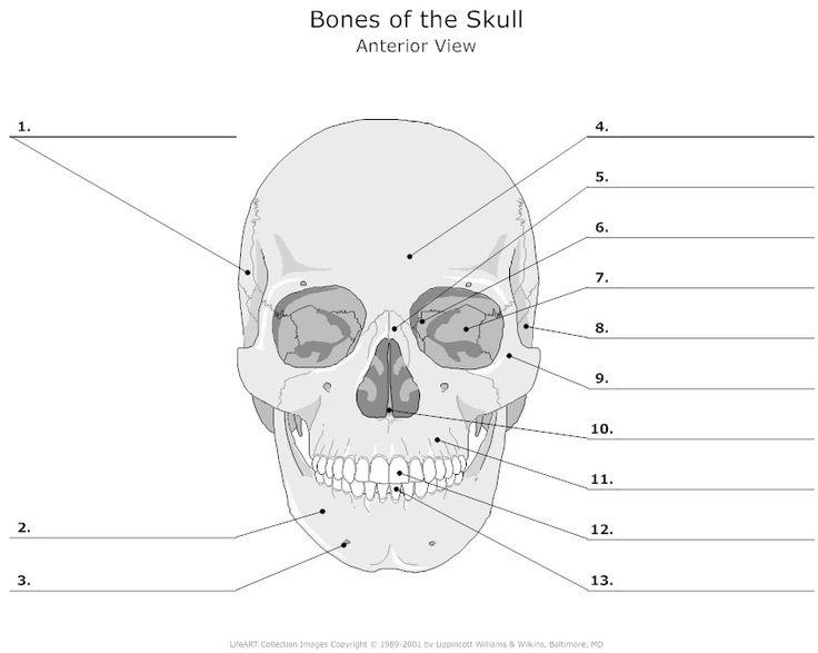 The Skeletal System Flashcards | Easy Notecards