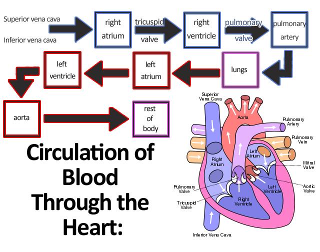 Print Anatomy & Physiology: Circulatory System flashcards ...