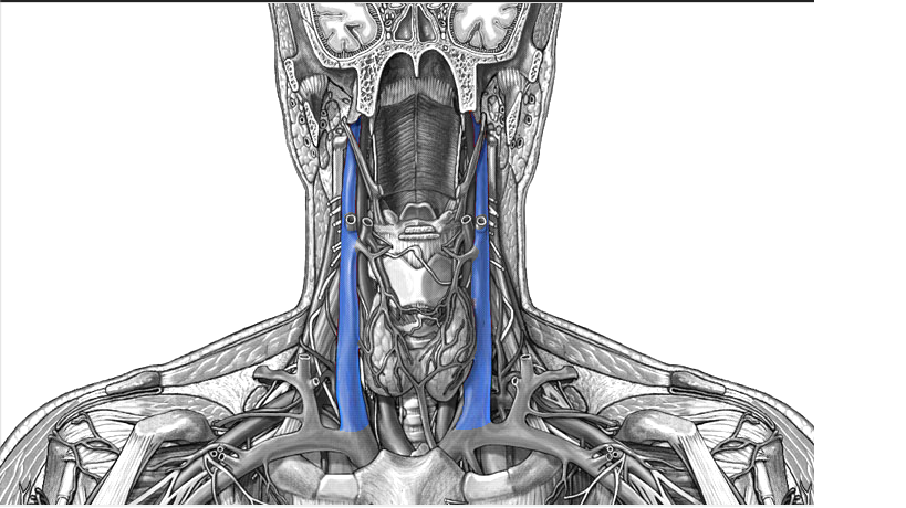 veins Flashcards Easy Notecards