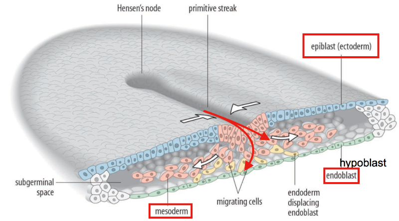 HUBS192. FINAL WEEK!!!!!!! Flashcards | Easy Notecards