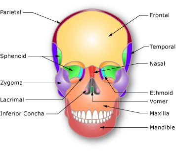 Diagram Of Facial Bones 6