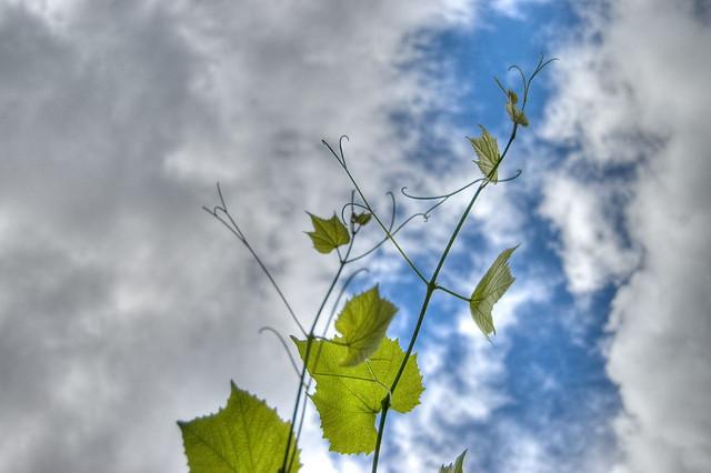 Print Plant Processes flashcards | Easy Notecards