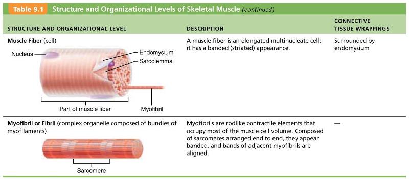 Chapter 9 Muscle tissue Flashcards | Easy Notecards