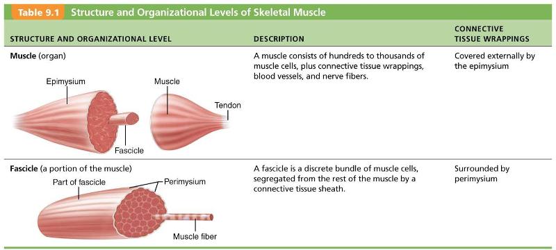 Chapter 9 Muscle tissue Flashcards | Easy Notecards