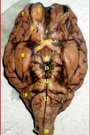 Print Lab Practical Chapter 18: Sheep Brain (cont.) flashcards | Easy