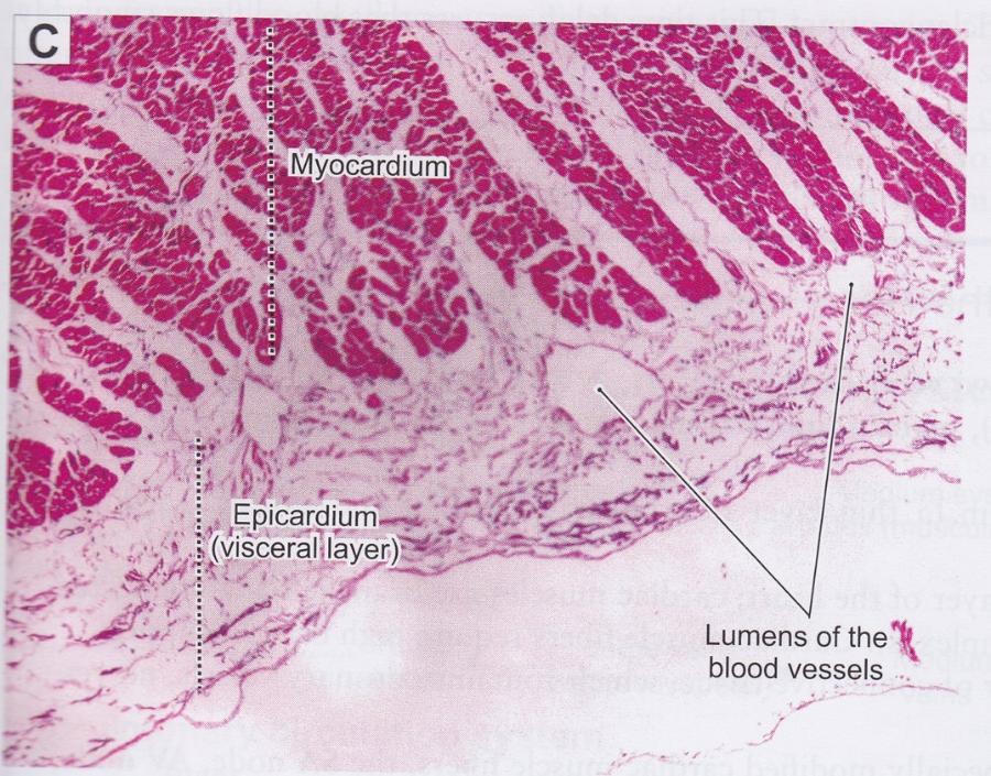 Print Vertebrate Histology Exam 3 flashcards | Easy Notecards