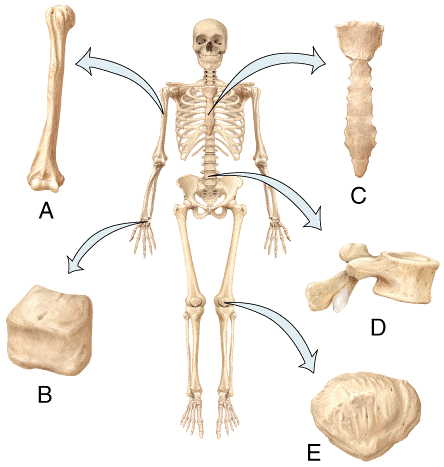 Multi choice, The Skeletal system: The Axial Skeleton Flashcards | Easy
