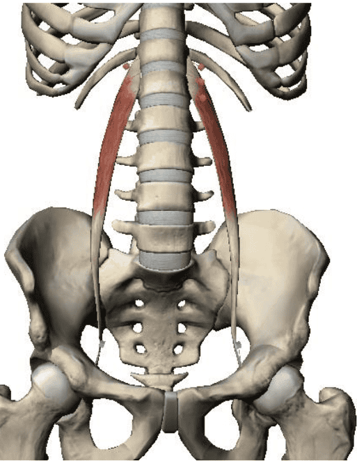 Print Lower Extremity Muscles Flashcards Easy Notecar vrogue.co