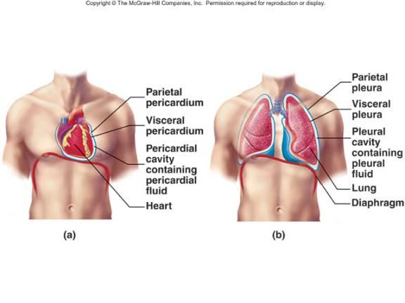Anatomy of the hear t- week #3 Flashcards | Easy Notecards