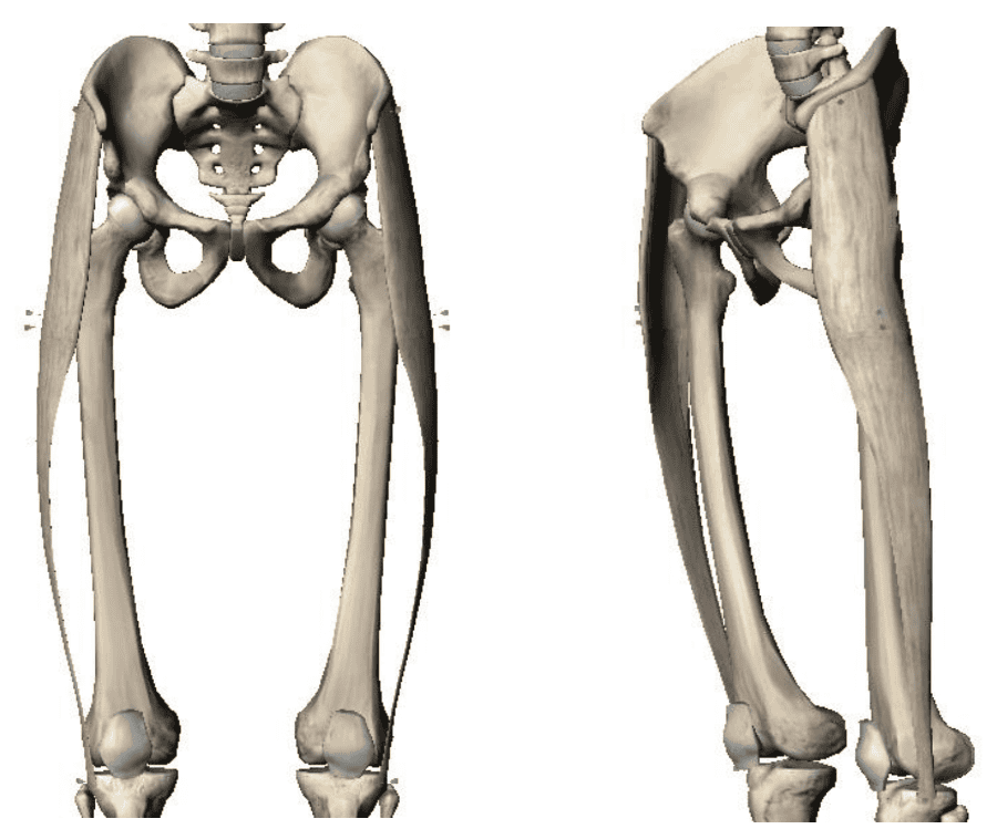 Print Lower Extremity Muscles Flashcards Easy Notecar vrogue.co