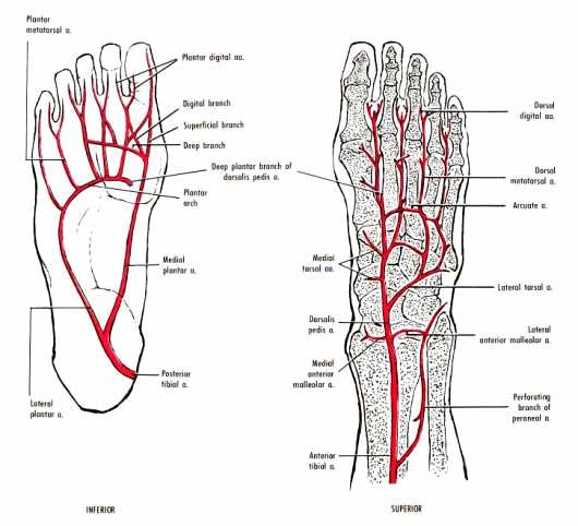 Print GSU Blood Vessels of the Lower Limb flashcards | Easy Notecards