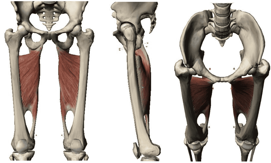 Print Lower Extremity Muscles Flashcards Easy Notecar vrogue.co